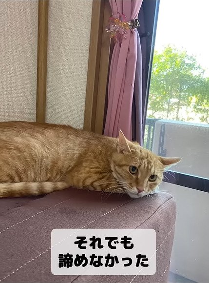 スツールで寝る猫