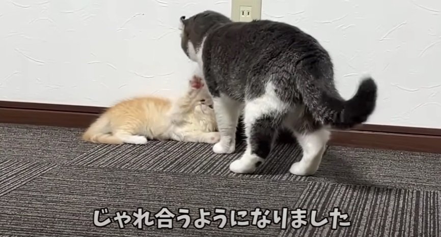 じゃれ合う猫たち