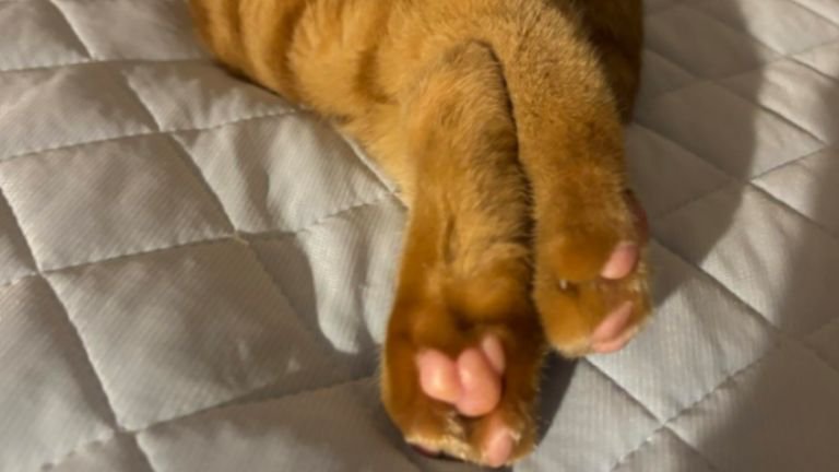猫の肉球