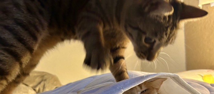 シーツの下にいる茶トラ猫を踏むキジトラ猫