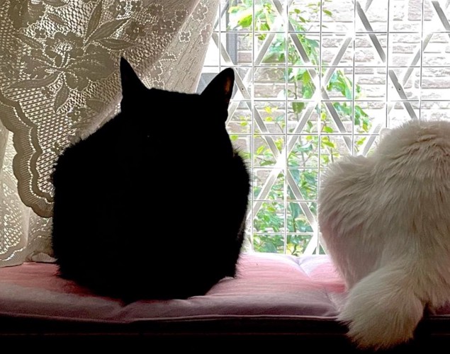 窓辺の黒猫