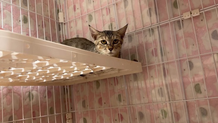 休む猫