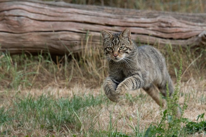 野生の猫