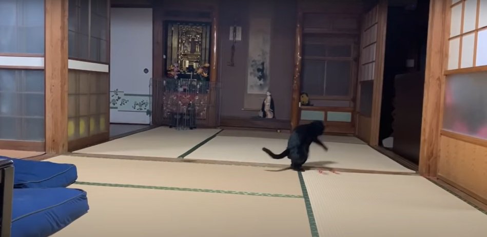 おもちゃで遊ぶ黒猫