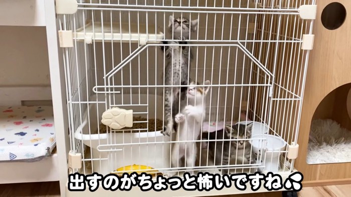 ケージをよじ登る子猫ちゃん