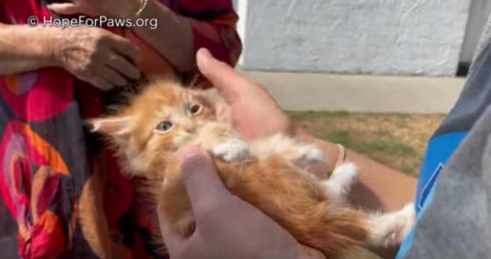 腕に抱えられた茶トラ子猫