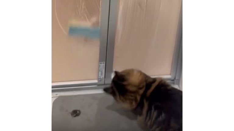 お風呂のドアの前にいる猫