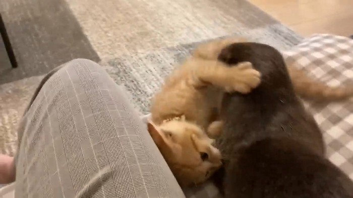 取っ組み合うふたり