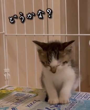 座ったまま眠る猫（どうかな？）