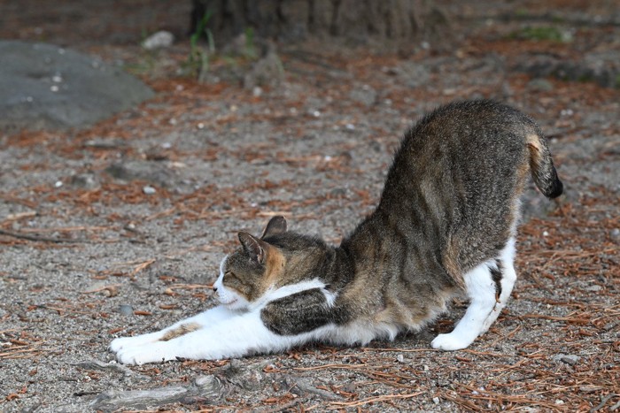 道端で伸びをする猫