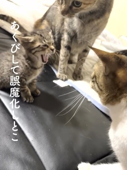 あくびをする子猫