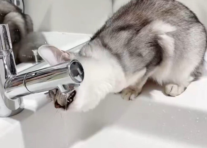 蛇口に顔を近づける猫