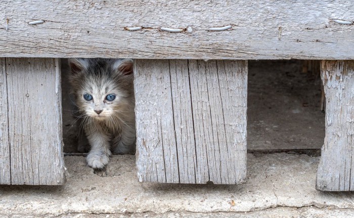 狭い出口を抜け出そうとする子猫