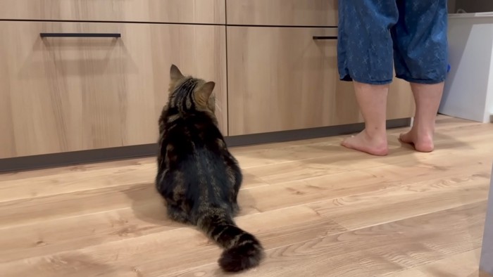 見上げる猫