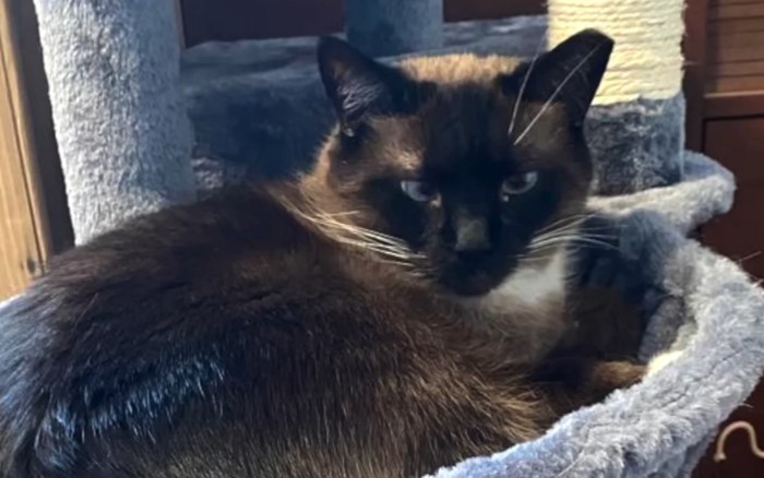 キャットツリーとシャム猫
