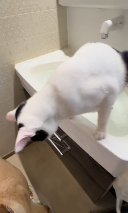 シンクの縁に立つ猫