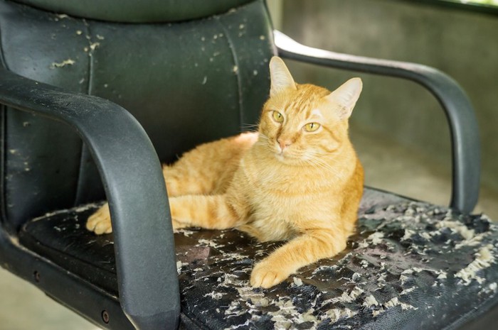 ボロボロの椅子の上で休む猫