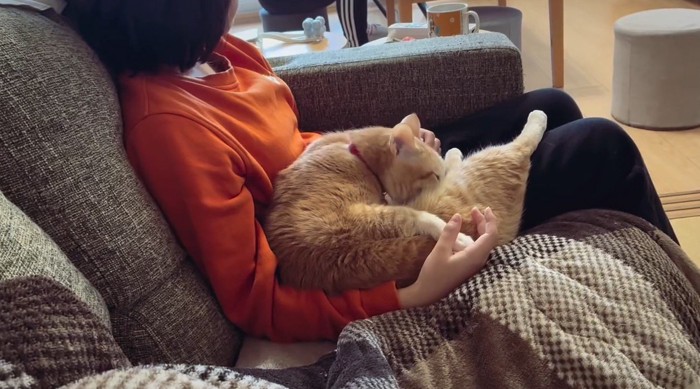 女の子の膝の上で毛繕いする猫
