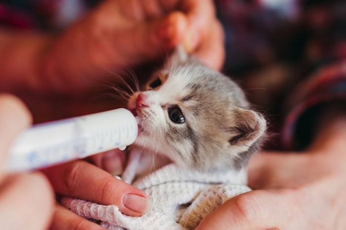 シリンジで食べる子猫