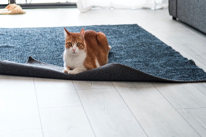 めくれたカーペットに座る猫