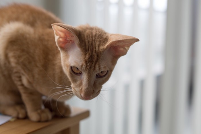 台に乗っている猫