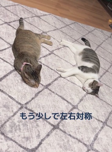 隣に並んで眠る2匹の猫