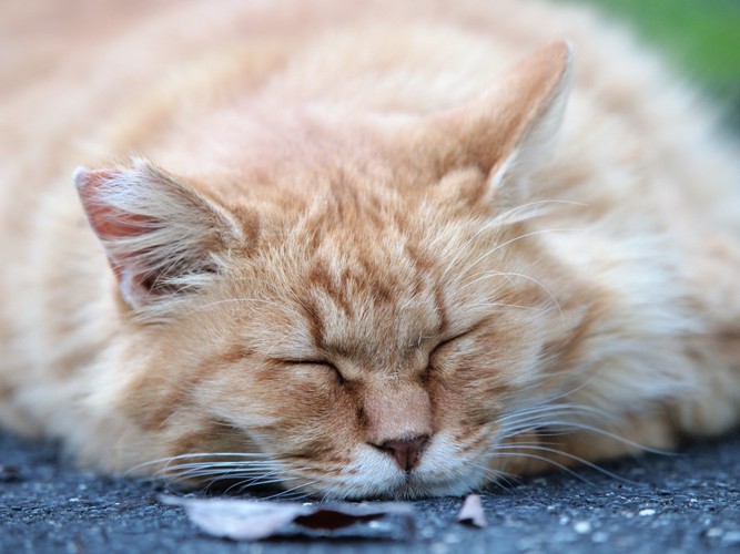 長毛の猫