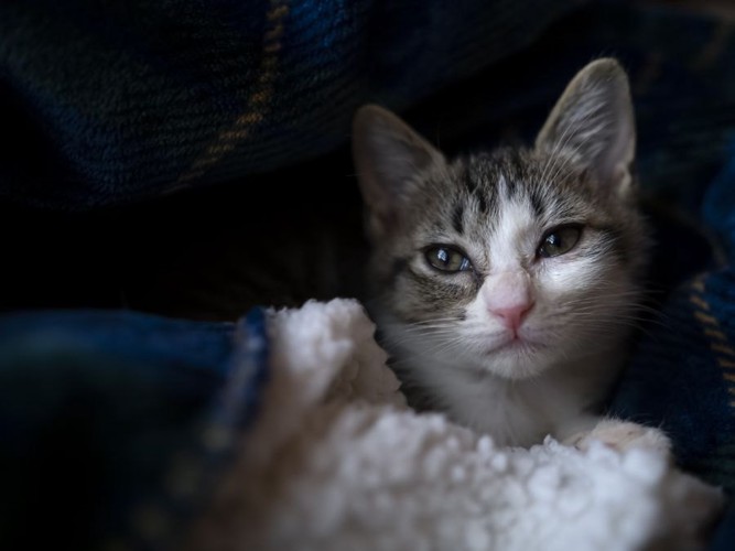 毛布にくるまる子猫