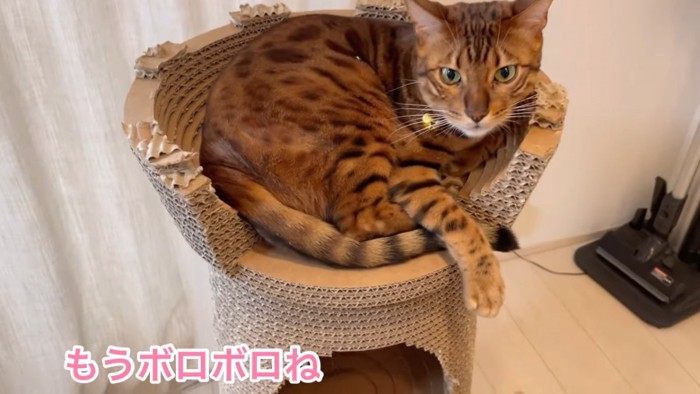 ダンボールのタワーの上に座る猫