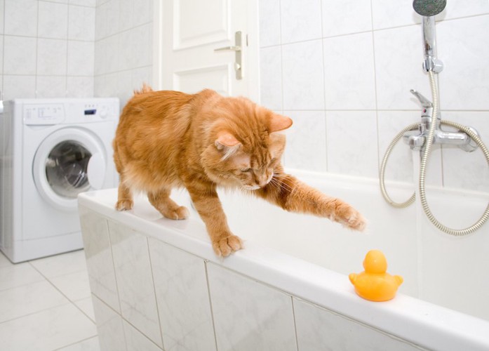 浴室にあるおもちゃに手を伸ばす猫