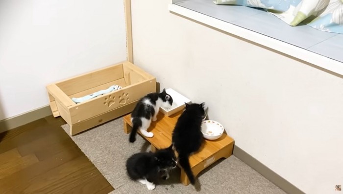 ご飯を食べる3匹の子猫
