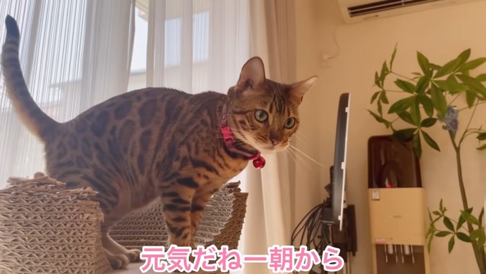 立っている猫