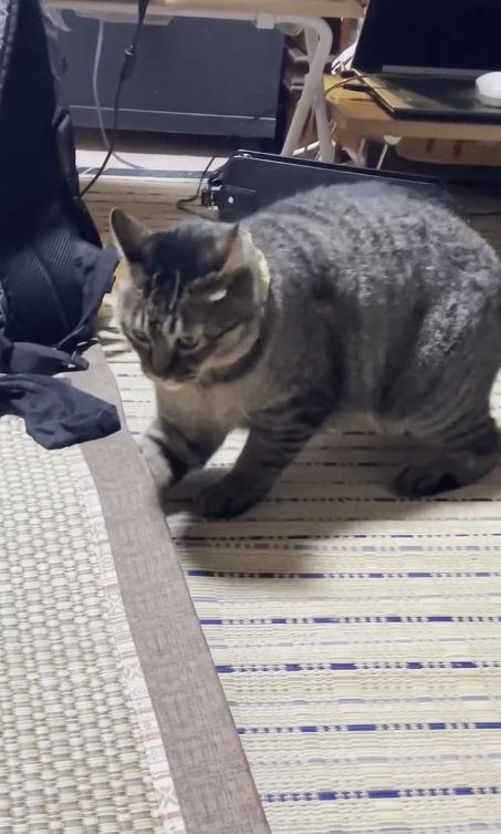 焦るノラくん