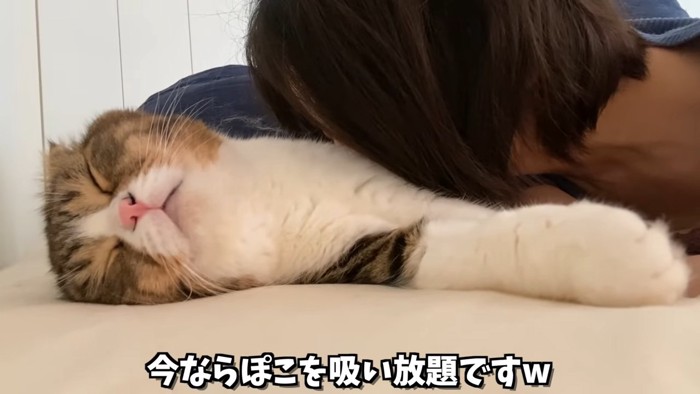 猫吸いされる寝ている猫