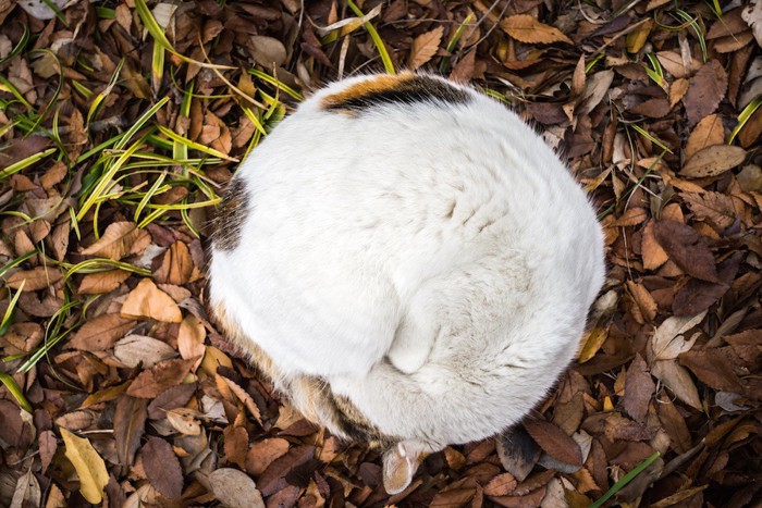 落ち葉の上で丸くなった野良猫