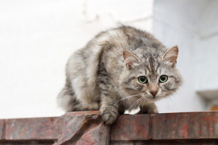 怯える猫