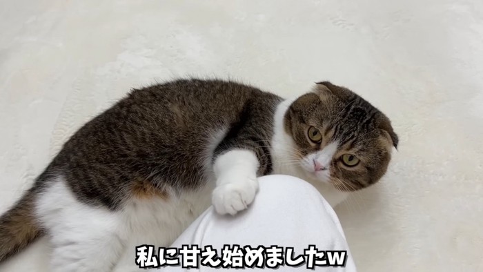 寝転ぶ猫