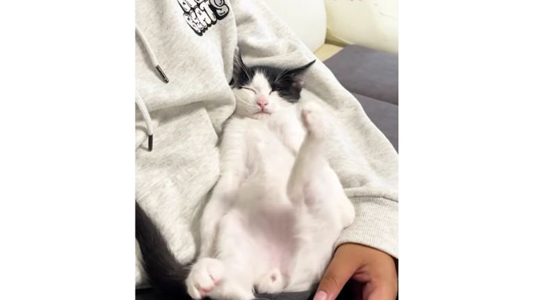 男性と寝ている猫