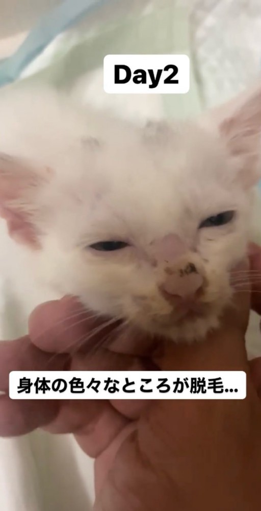 脱毛の症状がある猫