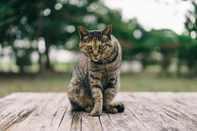 じっとみている猫