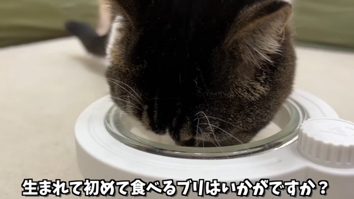 お皿に顔を入れる猫