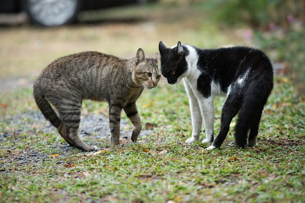 威嚇し合う猫