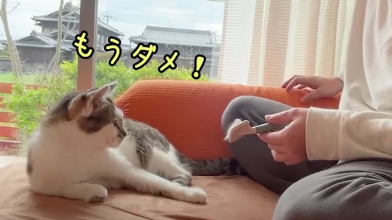 室内にいる猫