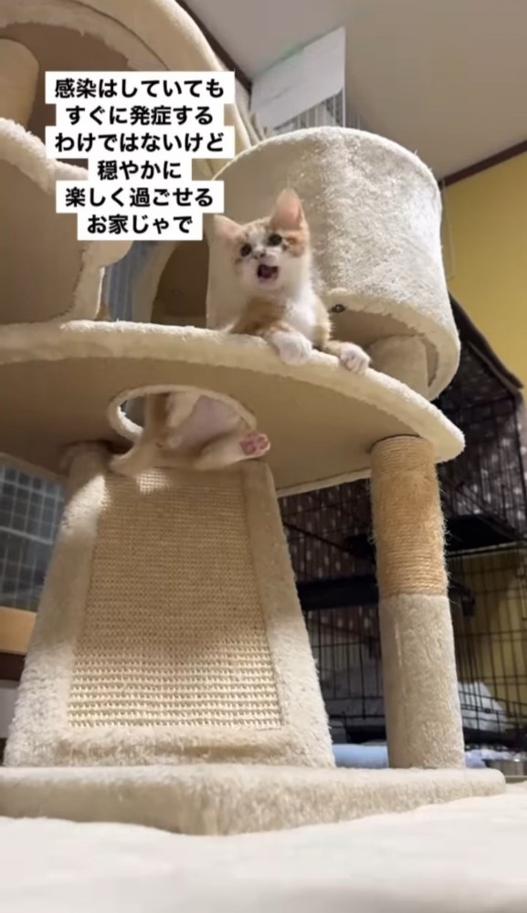 キャットタワーで遊ぶ子猫