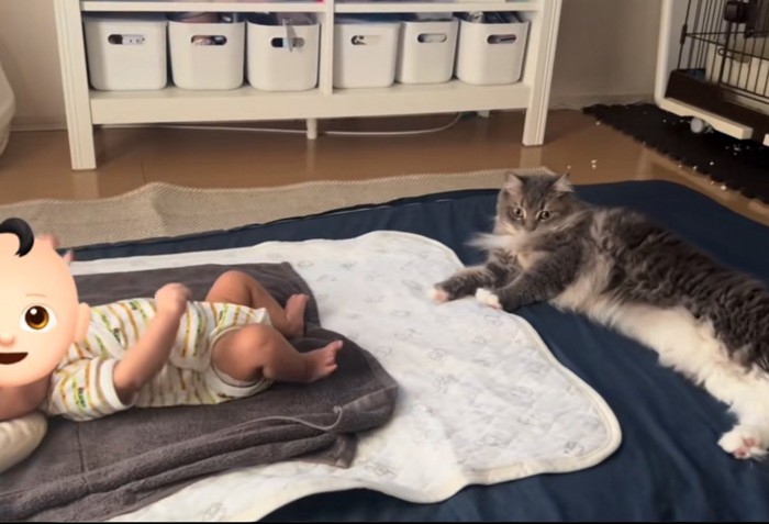 赤ちゃんと猫