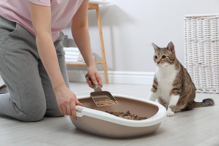 トイレを片付ける飼い主を見つめる猫