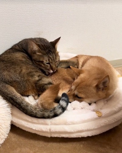 くつろぐ猫と犬