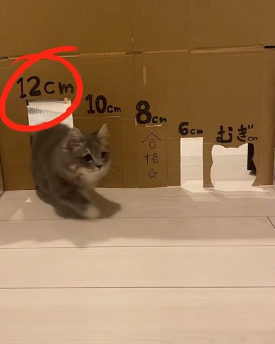 12cmを通る猫%cmは余裕！