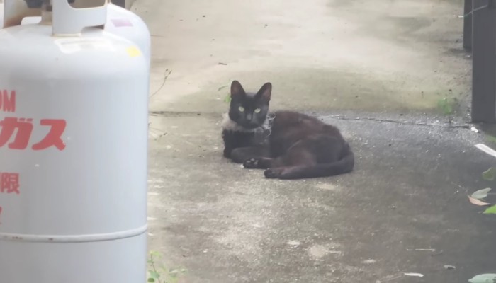 首にビニール紐が巻き付いている野良猫さん