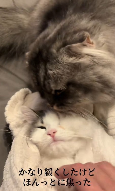 タオルで包まれている子猫と起こす飼い主